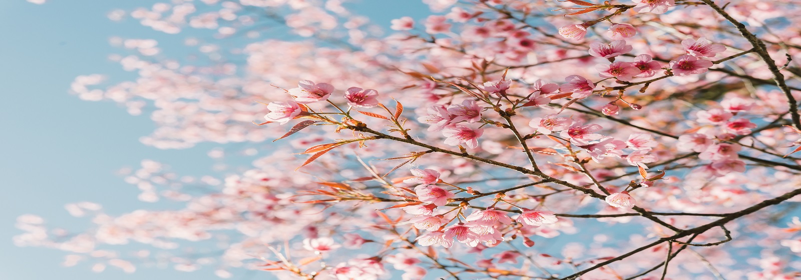pink flower tree image slide