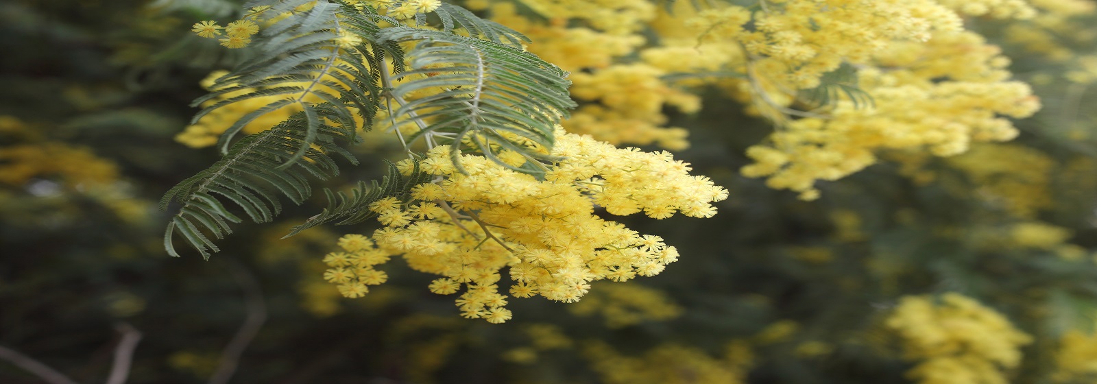 yellow flowers image slide