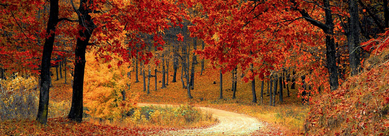 fall trees image slide