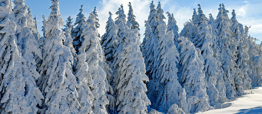 snow trees image slide