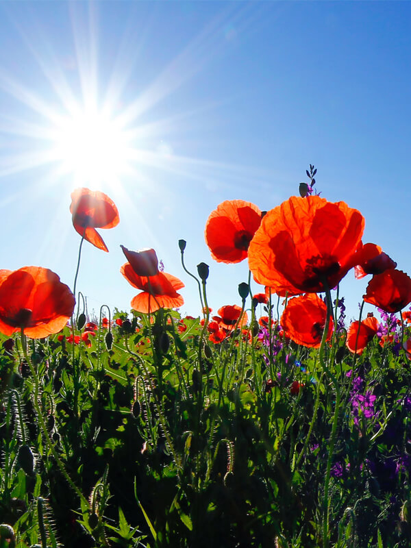 poppies  image slide