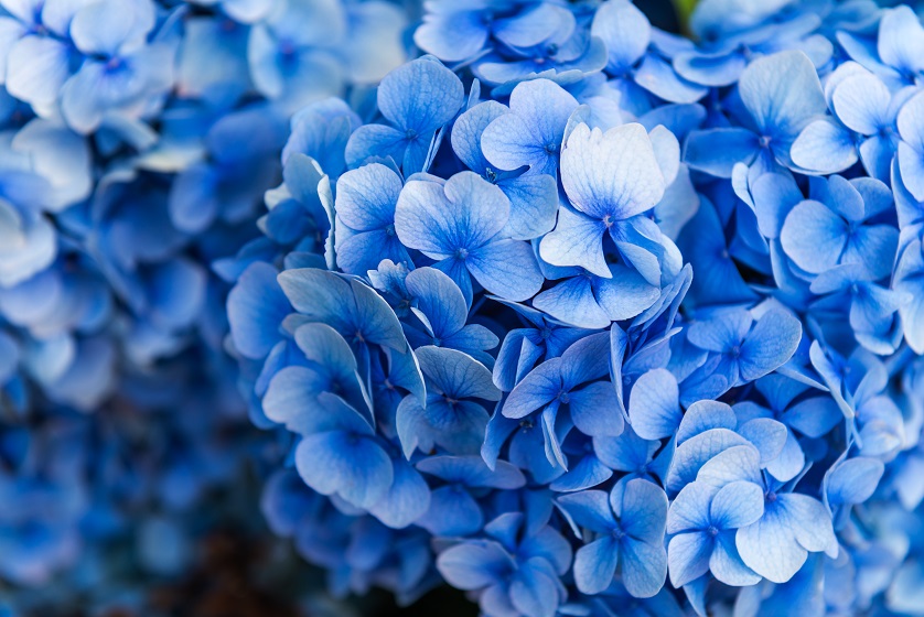 Blue Flowers image slide