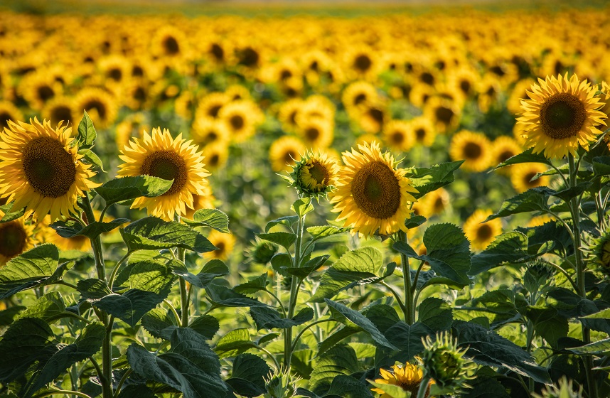 sunflowers image slide