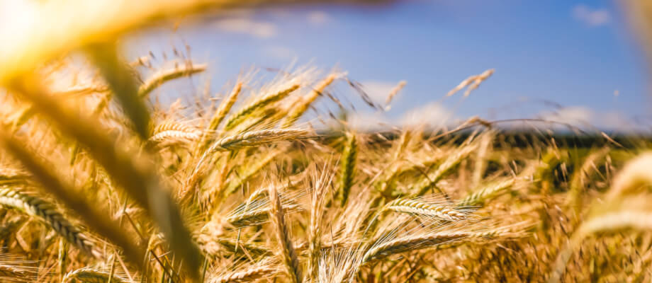 straw field image slide