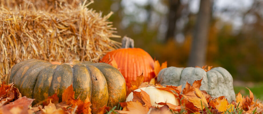 pumpkins image slide